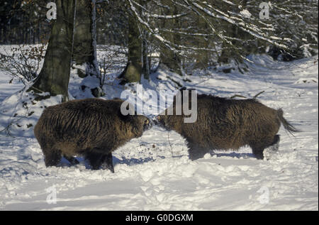 Wildschwein Schwein kämpfen für die Hierarchie Stockfoto