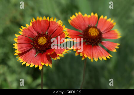 Zwei Blumen Stockfoto
