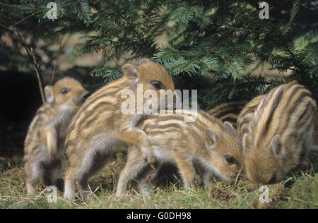 Wildschwein-Ferkel spielerisch kämpfen Stockfoto