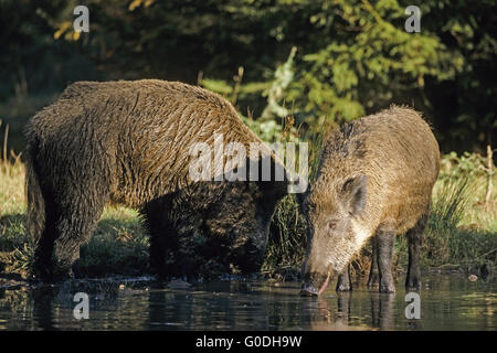 Wildschwein Keiler und Sau bleiben in einem Waldteich Stockfoto