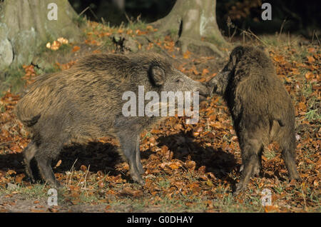 Jung-Wildschwein spielerisch kämpfen Stockfoto