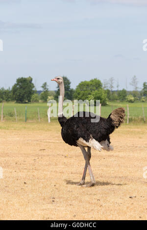 Strauß auf der Weide Stockfoto