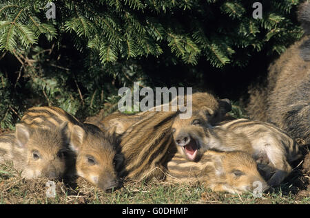 Wildschwein-Sau und Ferkel liegen dicht beieinander Stockfoto