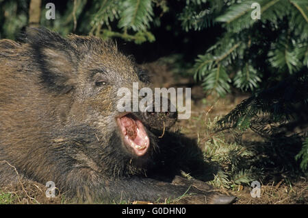 Jung-Wildschwein liegt an einem Waldrand gähnende Stockfoto