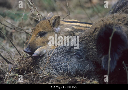 Wildschwein shoate schläft auf der Brut von seiner Mutter Stockfoto