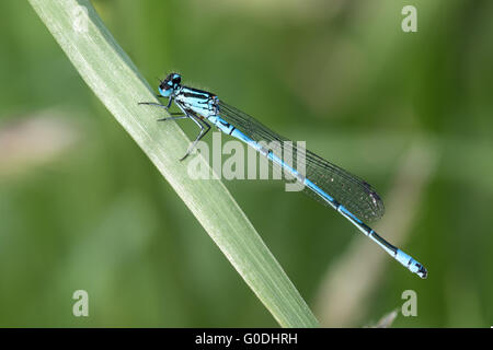 Blue Damselfly Stockfoto