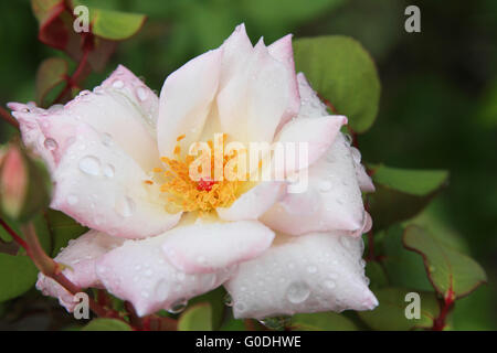 Nahaufnahme von erröten rosa rose mit Wassertropfen Stockfoto