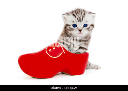 Junge Katze in rot Holzschuh oder Klumpen Stockfoto