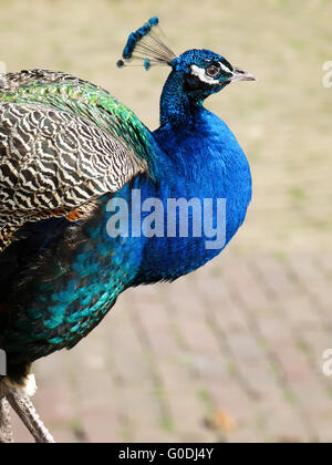 Männlicher Pfau auf steinigen Weg gehen Stockfoto