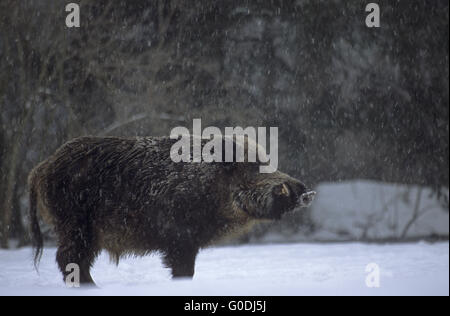 Wildschwein Keiler in Schneefall auf einer Waldwiese Stockfoto