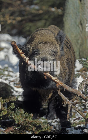 Wildschwein Keiler im Schnee spielt mit einer Niederlassung Stockfoto