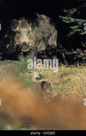 Wildschwein Keiler sucht Sauen in der Brunft Stockfoto