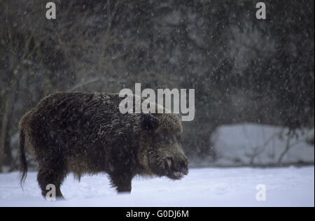 Wildschwein Keiler in Schneefall auf einer Waldwiese Stockfoto