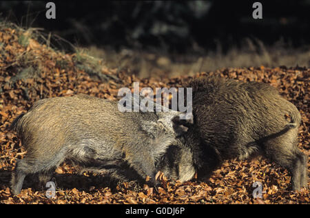 Junge Wildschweine spielerisch kämpfen Stockfoto