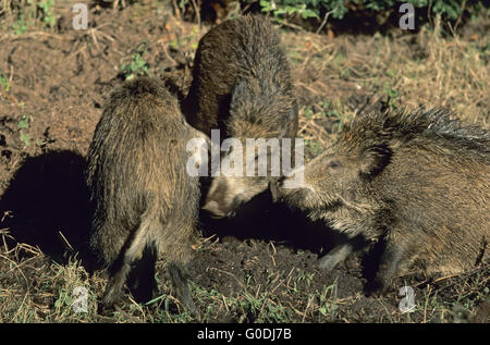 Junge Wildschweine spielerisch kämpfen Stockfoto