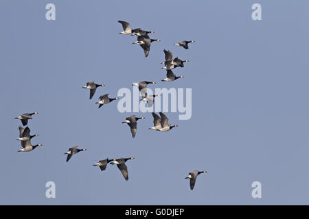 Weißwangengans Migration im Herbst in den Süden Stockfoto