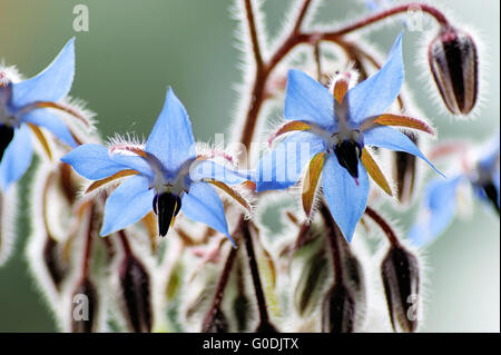 Borretsch (Borrango Officinalis), Blüten und Knospen Stockfoto