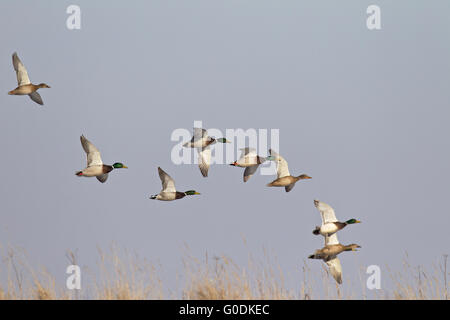 Stockente das Männchen hat einen nasalen Anruf Stockfoto