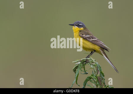 Westlichen Schafstelze - Ungarn- Stockfoto