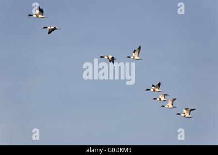 Gemeinsamen Brandgans Geschlechter ähneln Stockfoto