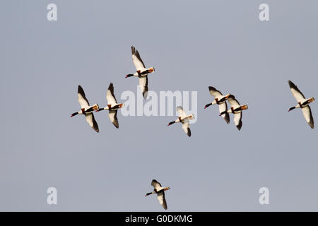 Gemeinsamen Brandgänse im Flug Stockfoto