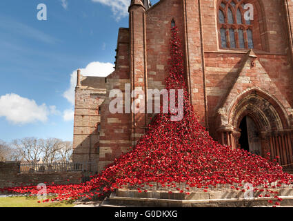 "Weinende Fenster" Mohn-Skulptur von Paul Cummins und Tom Piper, installiert in der St. Mangus Cathedral in Orkney Stockfoto