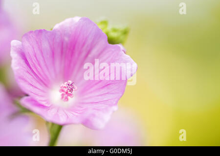 Moschus-Malve-Blüte Stockfoto