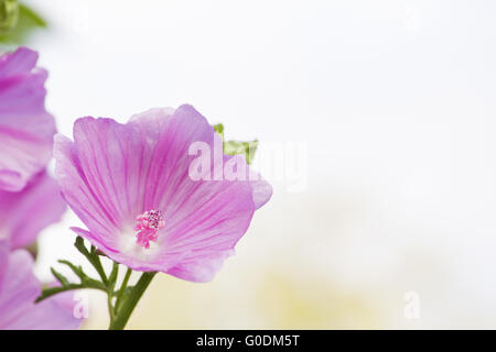 Moschus-Malve-Blüte Stockfoto