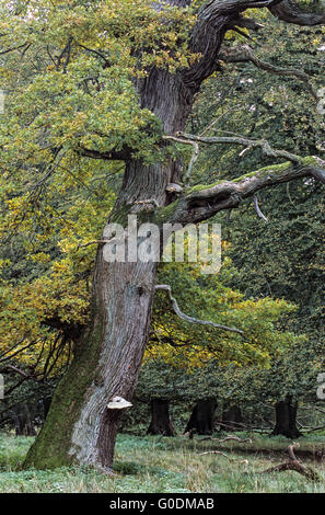 Sehr alte Eiche in einem Denish Wald Stockfoto