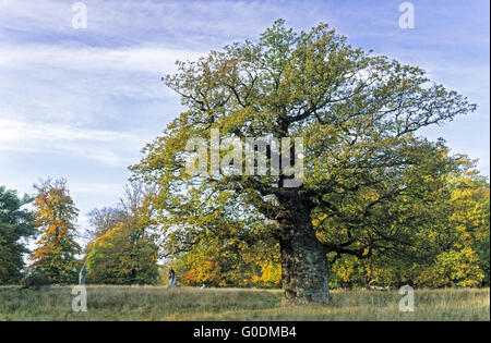 Pedunculate Eiche ist ein langlebiger Baum Stockfoto