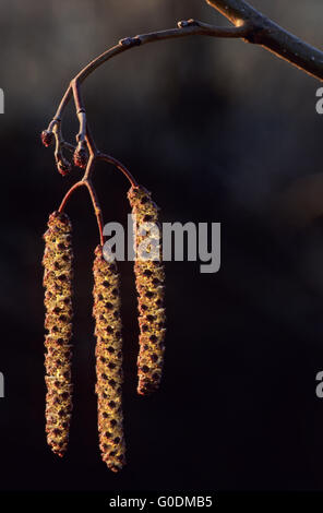 Gemeinsamen Erle männlicher Blütenstand bei Gegenlicht Stockfoto