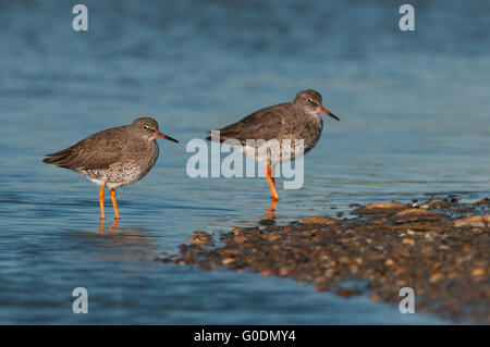 Gemeinsamen Rotschenkel - Fähranleger, Holland- Stockfoto