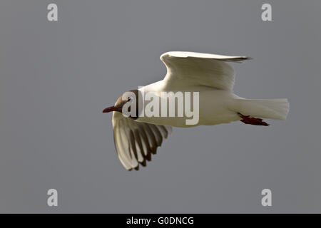 Lachmöwe im Gefieder Zucht Stockfoto