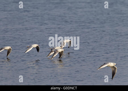 Black-headed Möwen fliegen über einen Teich und suchen Opfer Stockfoto