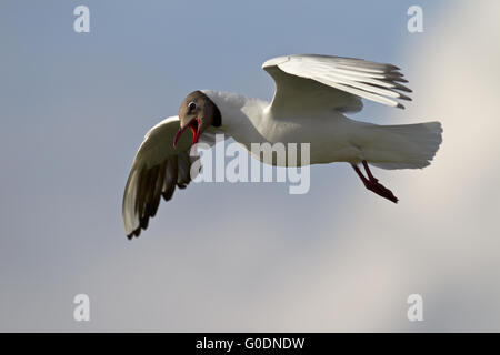 Lachmöwe in Zucht Gefieder im Flug Stockfoto