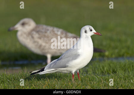 Lachmöwe und Silbermöwe Stockfoto