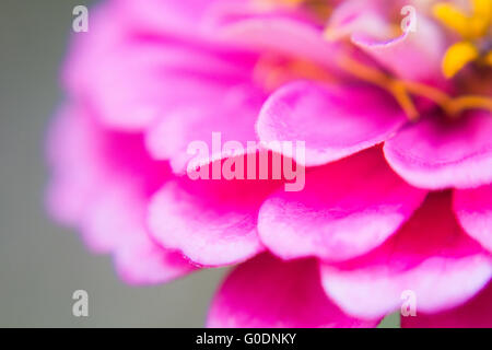 Purpurrote Blume Blütenblätter Makro Stockfoto