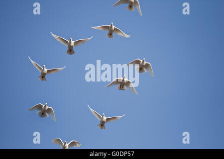 Weiße Tauben fliegen am blauen Himmel Stockfoto