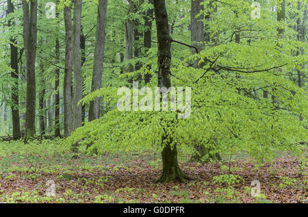 Buche-Eiche gemischt Wald im Frühling Stockfoto