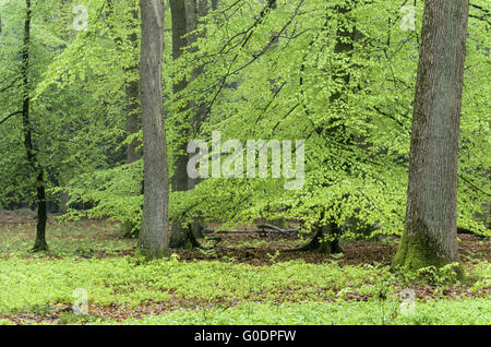 Buche-Eiche gemischt Wald im Frühling Stockfoto