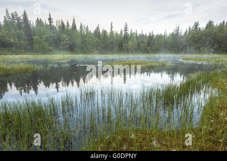 neblige Stimmung in einem Sumpf, Lappland, Schweden Stockfoto