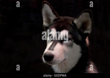 Husky vor schwarzem Hintergrund Stockfoto