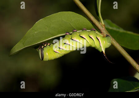 Liguster Hawk Moth Caterpillar; Sphinx Ligustri Single auf Liguster; 23 Tage alten Cornwall; UK Stockfoto