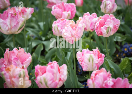 Apricot Parrot Tulipa Tulpen mit gefiederten, gewellt, verdreht, winkte Blütenblätter im Kew Botanical Garden in London, Großbritannien Stockfoto