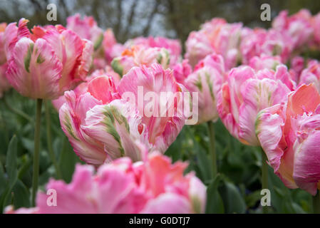 Apricot Parrot Tulipa Tulpen mit gefiederten, gewellt, verdreht, winkte Blütenblätter im Kew Botanical Garden in London, Großbritannien Stockfoto