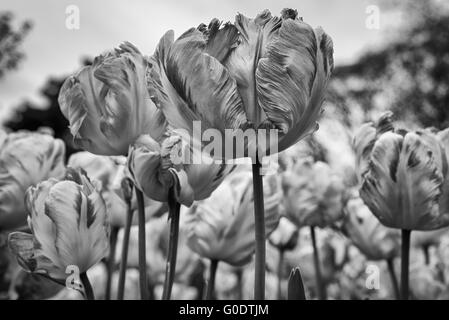 Apricot Parrot Tulipa Tulpen mit gefiederten, gewellt, verdreht, winkte Blütenblätter im Kew Botanical Garden in London, Großbritannien Stockfoto