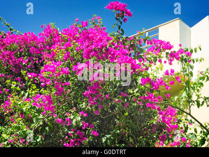 Gebäude-Fassade-Fragment mit schönen Blumen auf Stockfoto