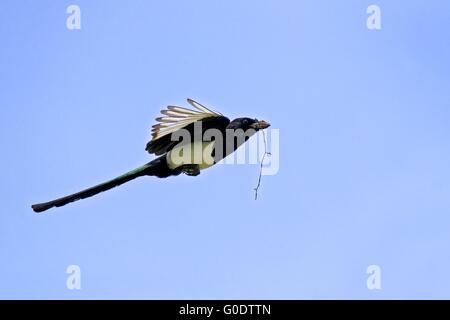 Eurasische Elster Stockfoto