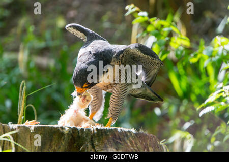 Falco fängt Beute Stockfoto