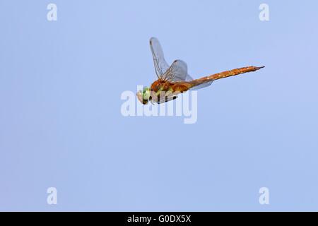 Aeshna drehbar im Flug Stockfoto